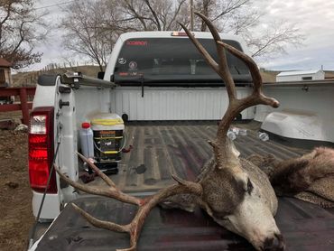  Jesse Bail's  deer on its way to be mounted. 