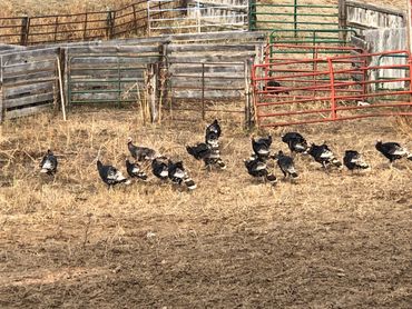 Wild Turkey on Bail Ranch. 