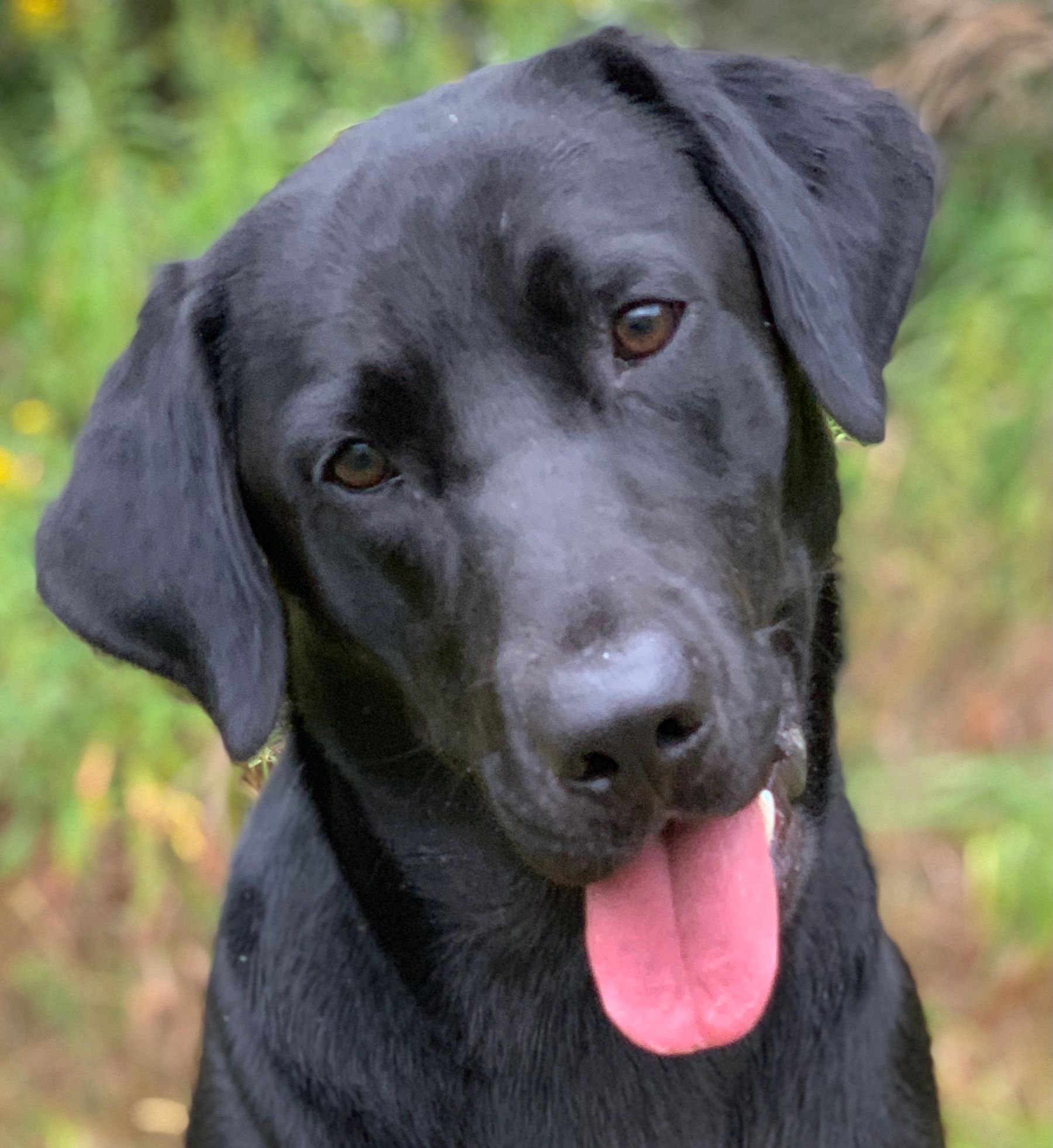 Sherwood Forest Farms Kennels