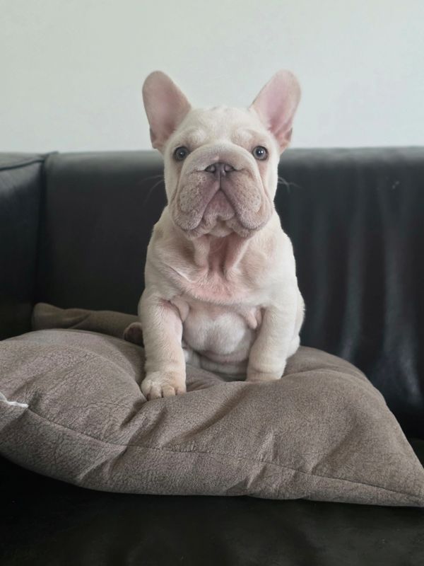 Cute French Bulldog puppy sitting on a pillow.
