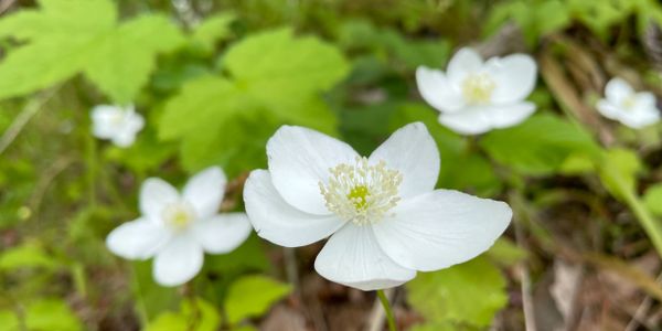 Close-up of delicate white flowers with green foliage background.