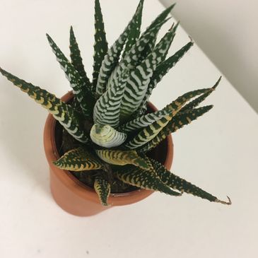 Zebra cactus