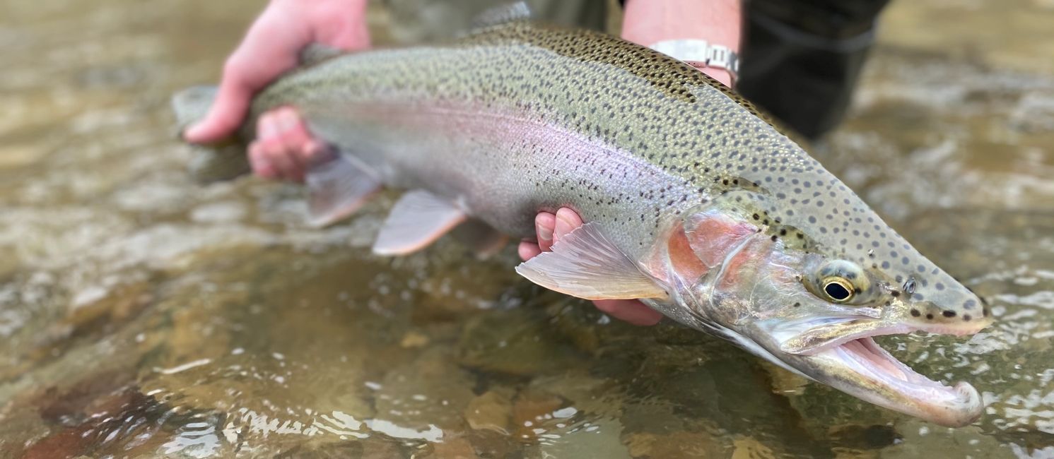 Steelhead John Fabian Fly Fishing