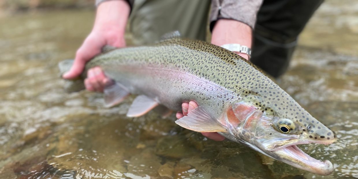 Steelheaders getting ready to make a splash: NE Ohio fishing