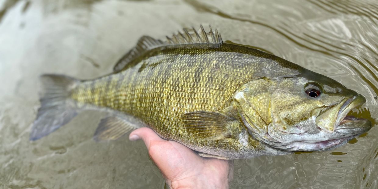 Pictures of 2024 smallmouth bass