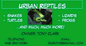 Urban reptiles