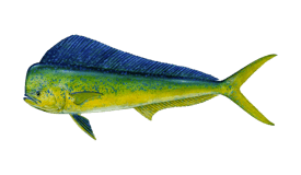 Dolphin (Mahi Mahi)
Size15 to 30lbs
Food Value Excellent
Game Qualities Good
Habitats: Offshore