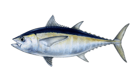 Tuna (Blackfin)
Size2 to 20lbs
Food Value Excellent
Game Qualities Good
Habitats Offshore
Techniques