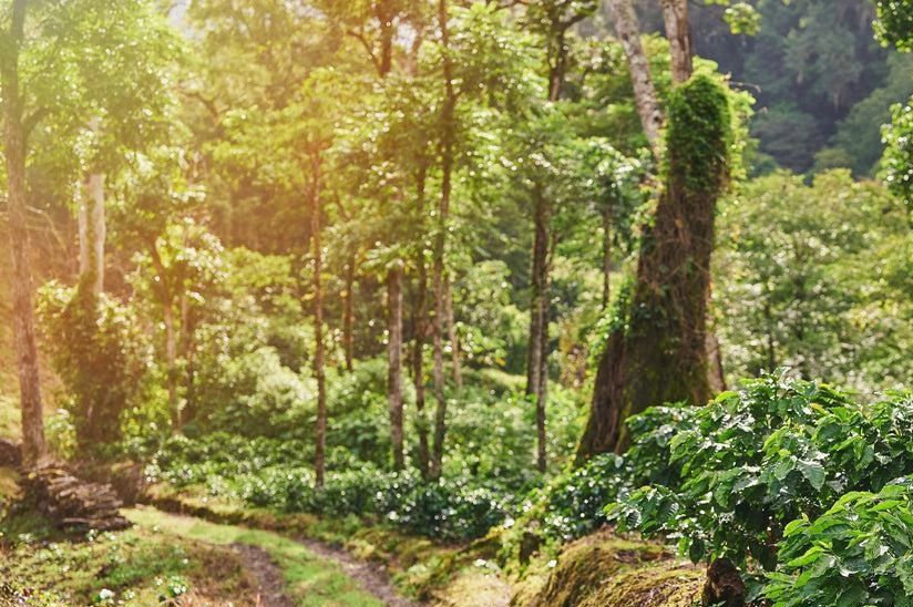 Lush green forest with sunlight filtering through trees.