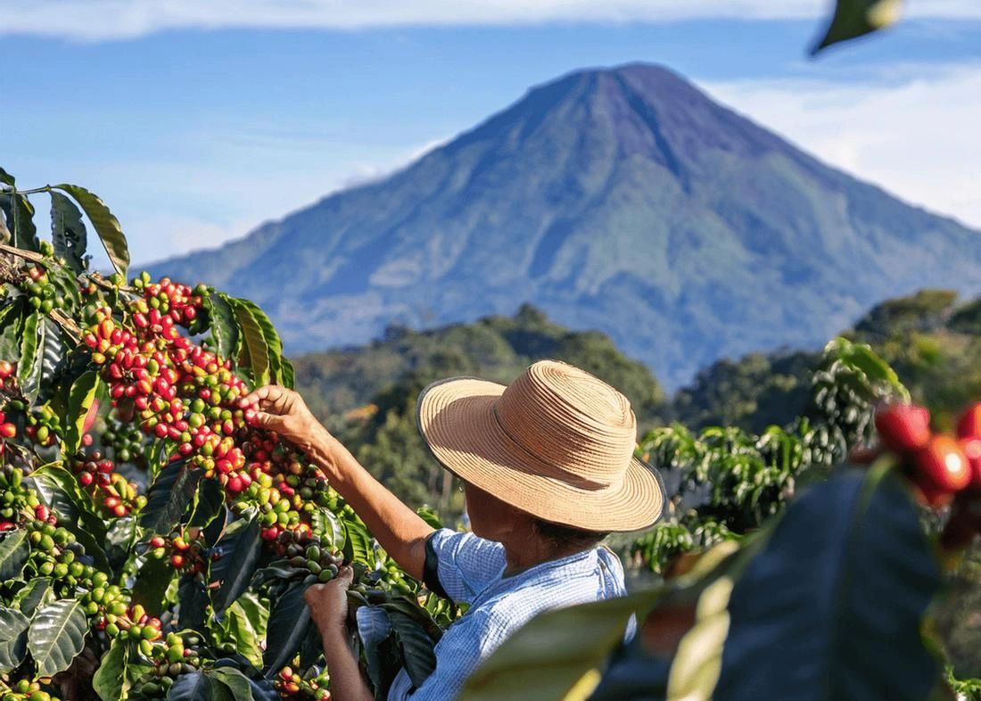 Person harvesting ripe coffee cherries with mountain backdrop.