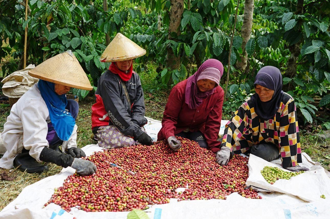 Women sorting coffee cherries outdoors.