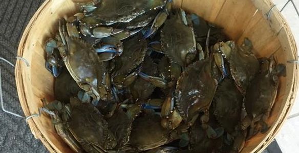 crabbing, barnegat bay, new jersey, nj, barnegat, crabs, blue claws, fishing, boat rental, boats