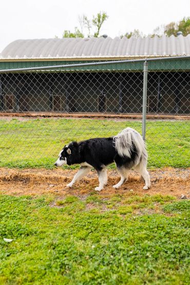 Canine Country