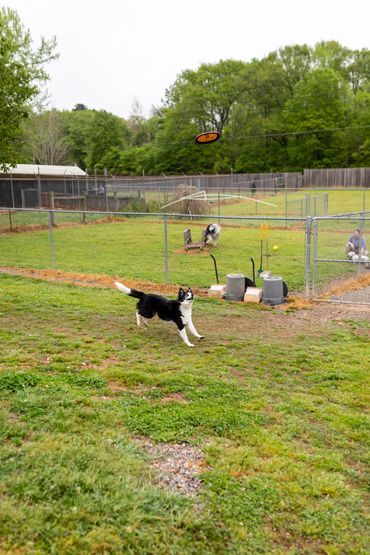 Canine Country