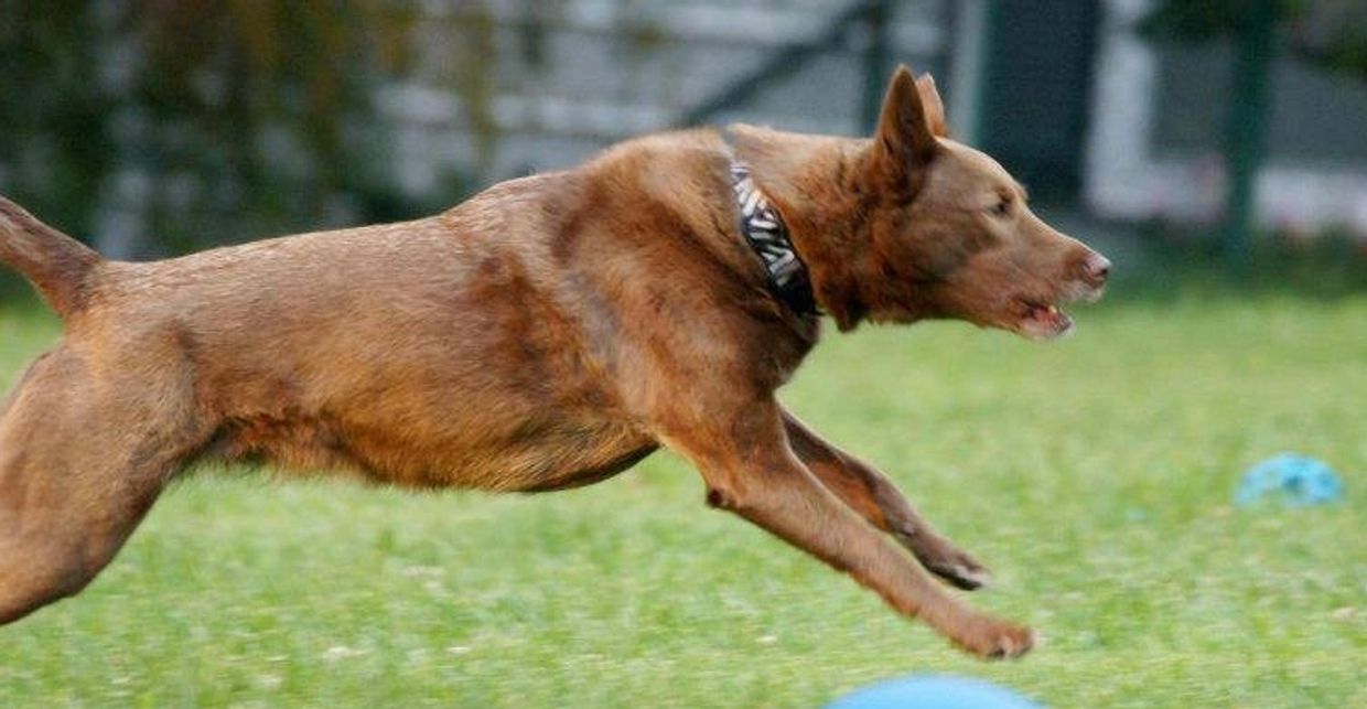 a dog jumping above a blue ball 