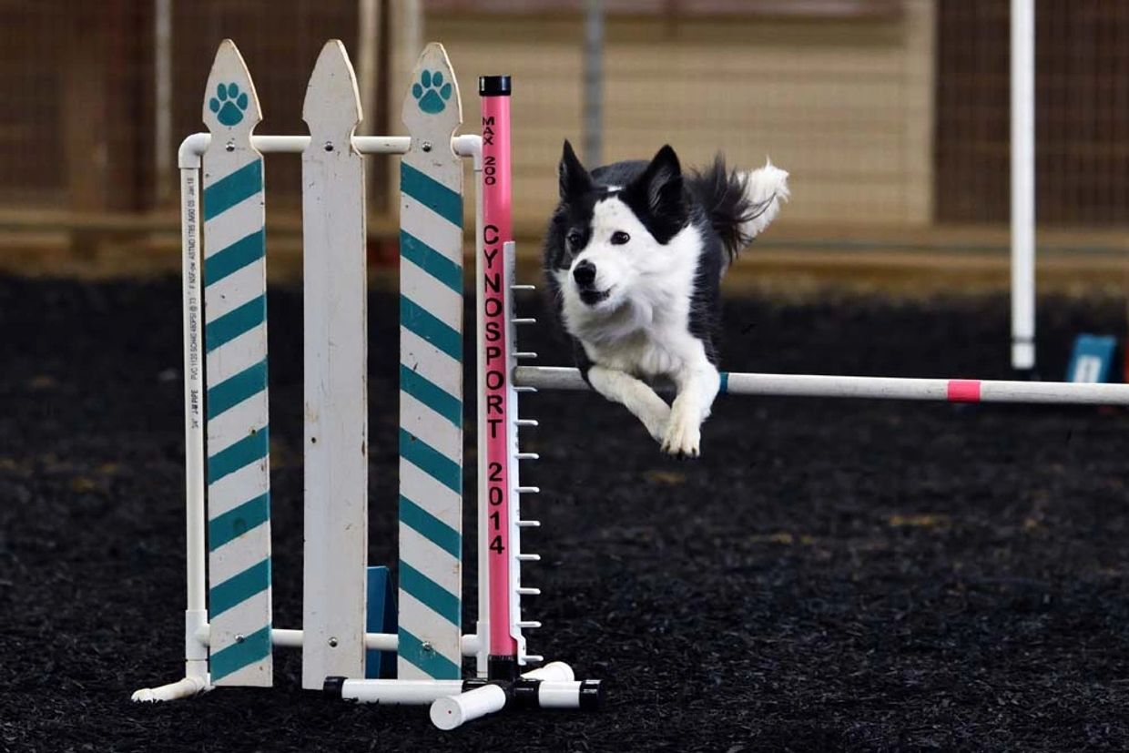 a black and white dog jumping above the rod 