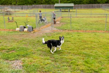 Canine Country