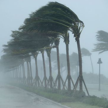 Palm Trees being blown by heavy wind and rain