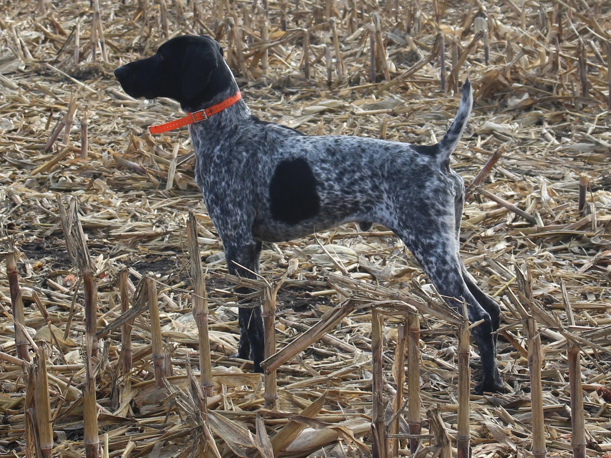 MAX German Shorthaired Pointer | Pointers of the Valley
