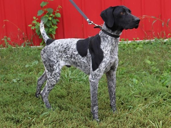 MAX German Shorthaired Pointer | Pointers of the Valley