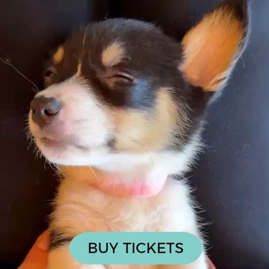 Corgi puppy — book October 17 puppy yoga in Maple Grove