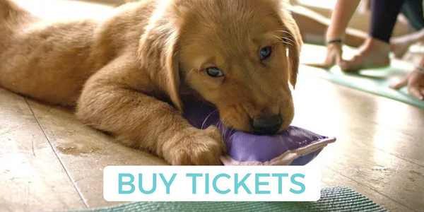 Golden retriever puppy chewing a toy during a yoga class with people.