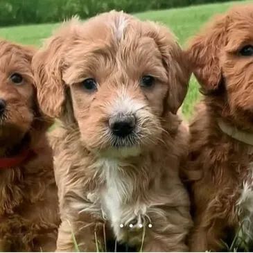 Adorable brown and white puppy sitting in grass  