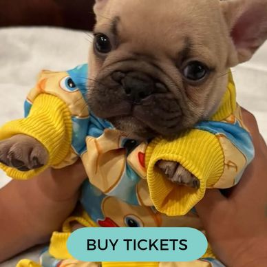French Bulldogs in costume — book October 25 puppy yoga at 7 Vines Vineyard