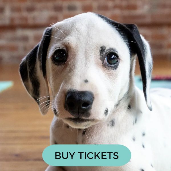 Dalmatian puppies — book November 7 puppy yoga at Belle Âme Vineyards