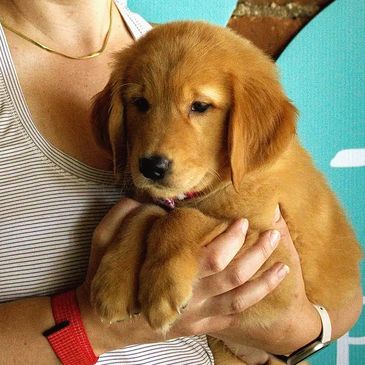 A woman gently holds a Labrador puppy 
