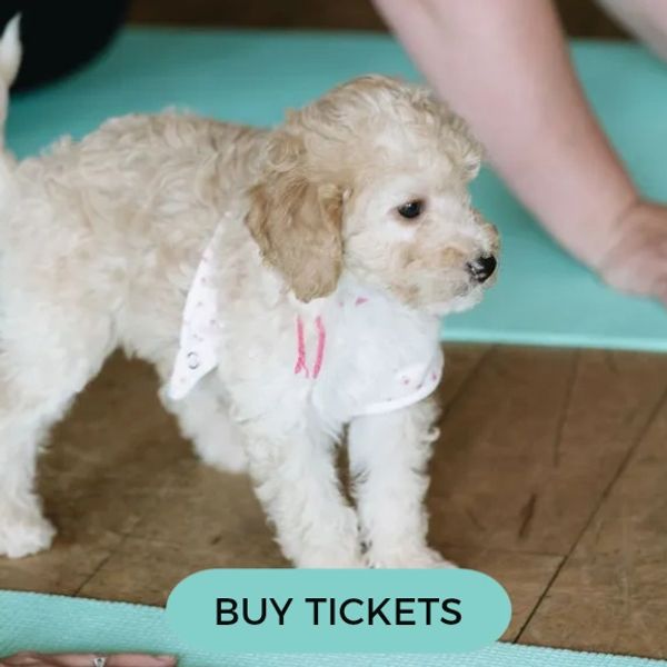Springer Doodle puppies — book November 14 puppy yoga in Maple Grove