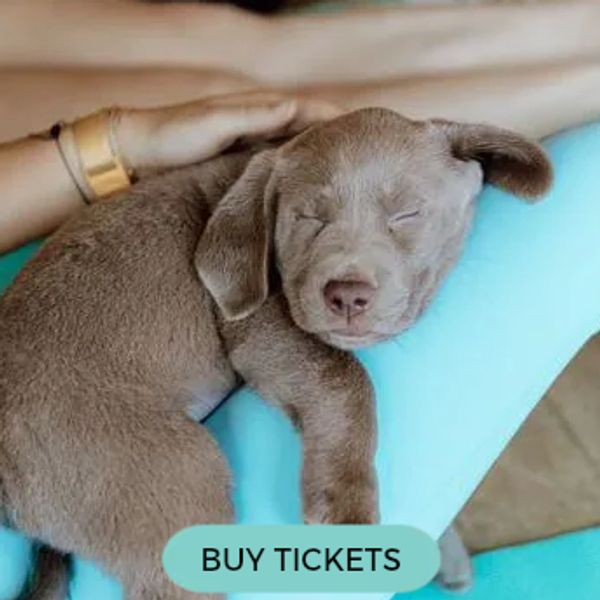 Labrador puppies — book November 15 puppy yoga at The Loft 214