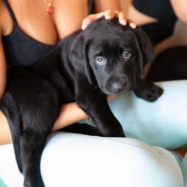 A woman gently holds a black Labrador puppy on her lap.
