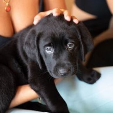 A woman gently holds a black Labrador puppy on her lap.
