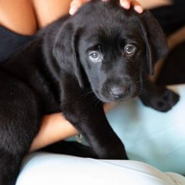 A woman gently holds a black Labrador puppy on her lap.
