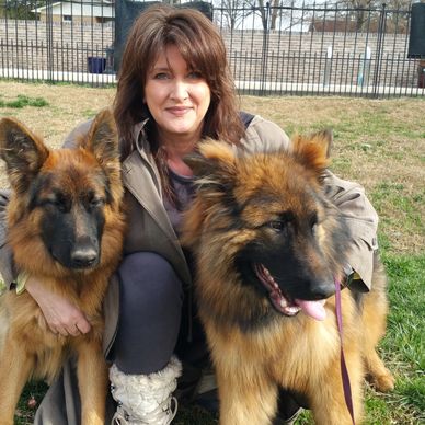 Long Haired German Shepherds Willow Springs Shepherds