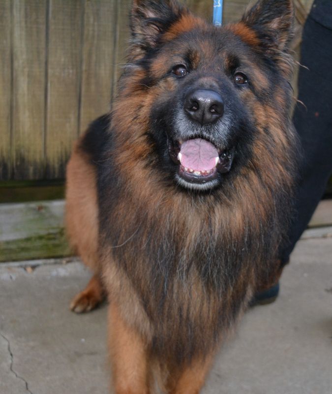 Long Haired German Shepherds Willow Springs Shepherds