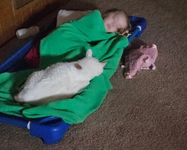 A child sleeping on a cot with a white cat lying beside them under a green blanket.