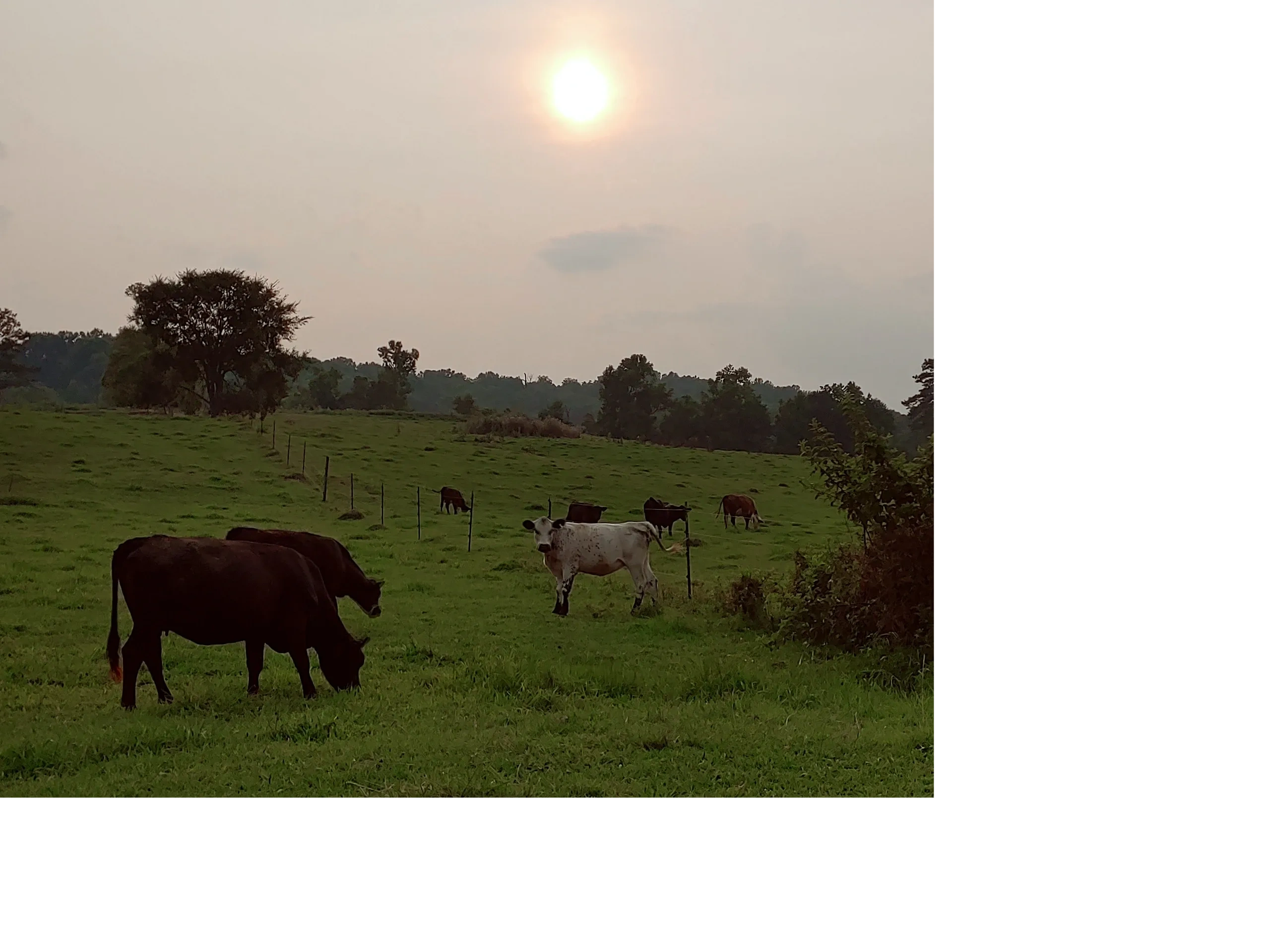 Cow
Cattle
Black Angus