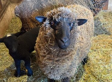 Home-grown Cormo wool fleeces