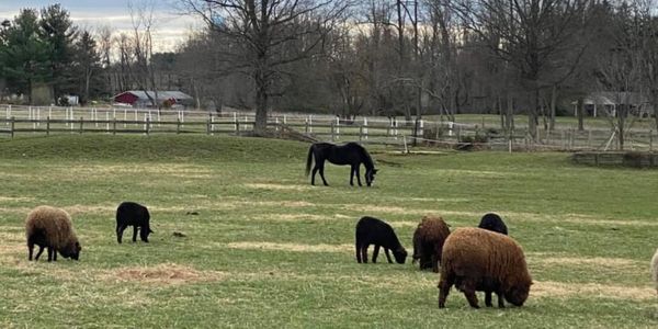 White or black- lambs and mature sheep for sale.