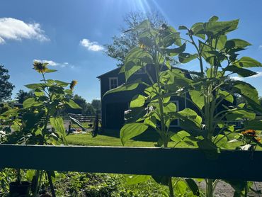 Sunflower Power!