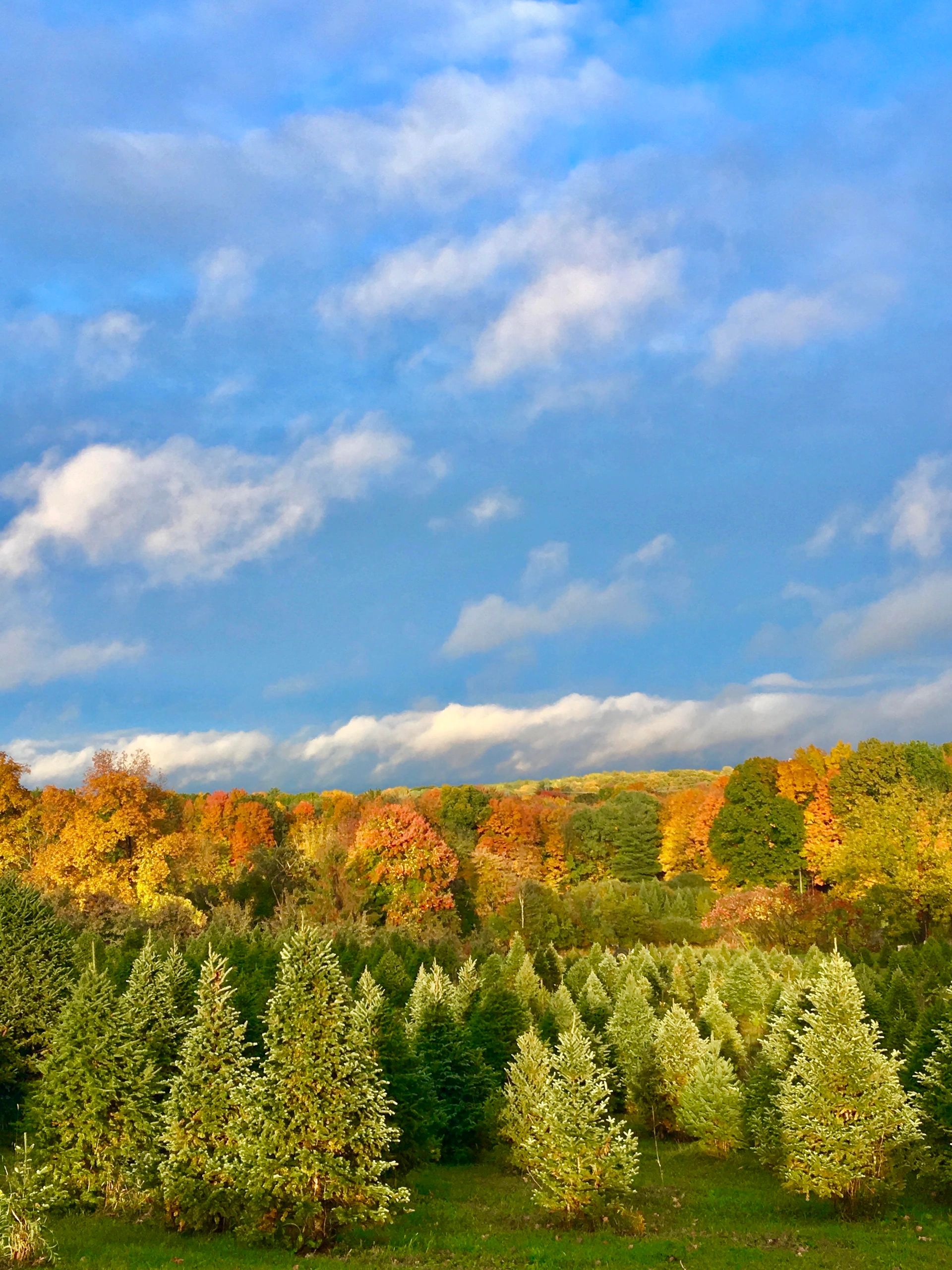 Cold Spring Tree Farm Christmas Tree Farm Hudson, New York