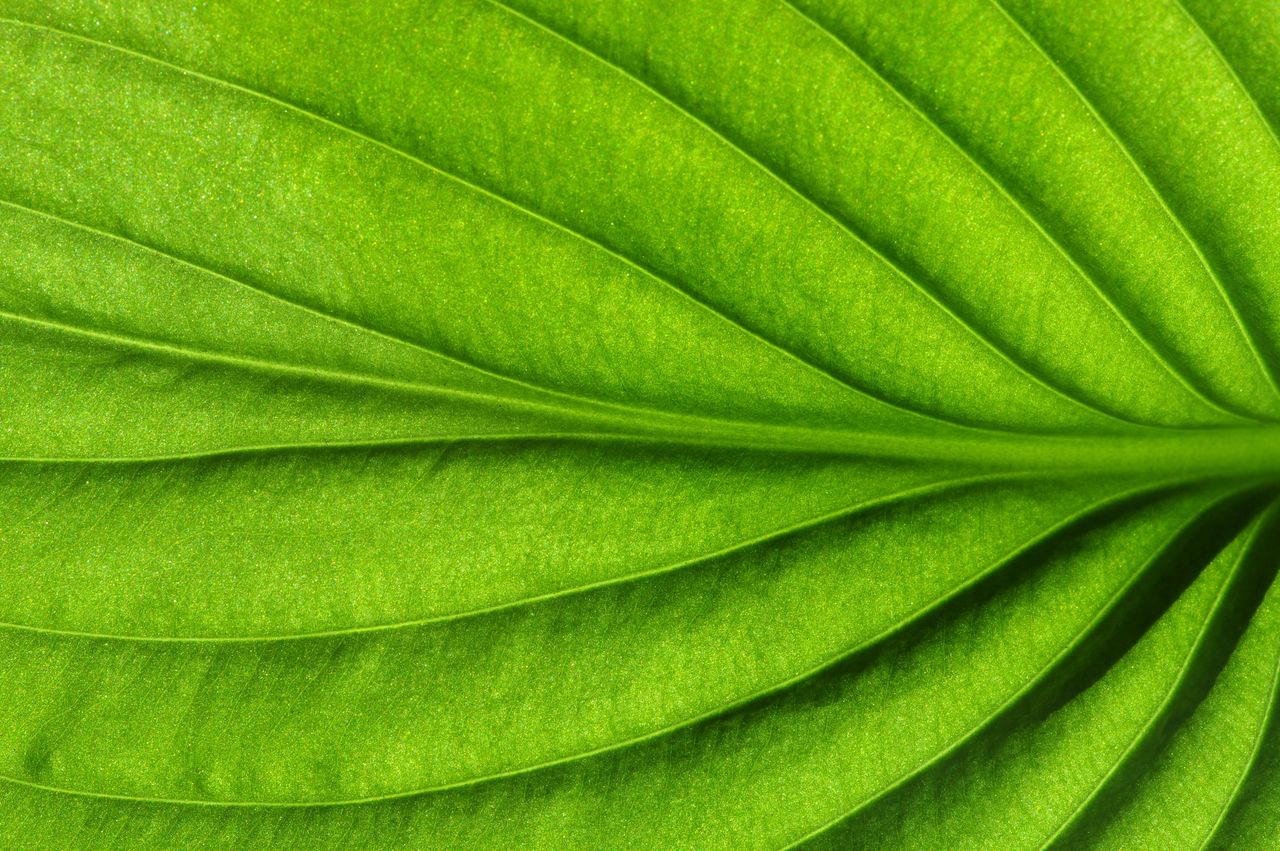 Stanislav Kondrashov TELF AG Stanislav Kondrashov a close up of a leaf