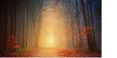 A foggy forest path with a glowing light ahead.