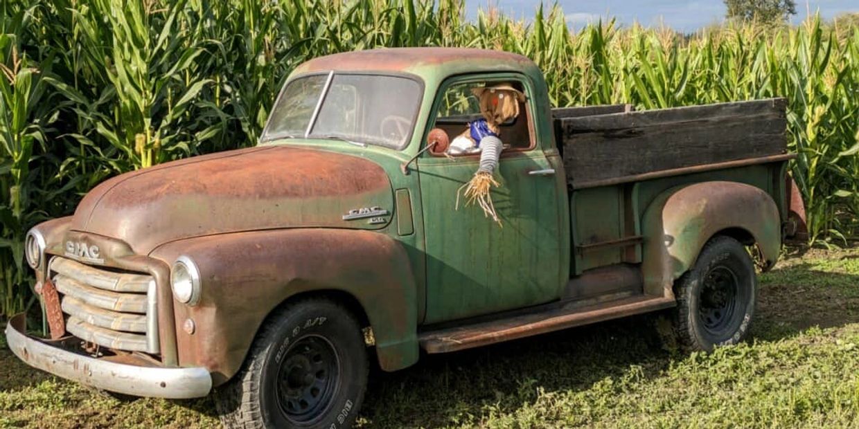 Rusty vintage green GMC pickup truck parked by a cornfield with a scarecrow doll in the window.
