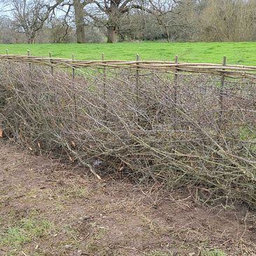 laid hedge