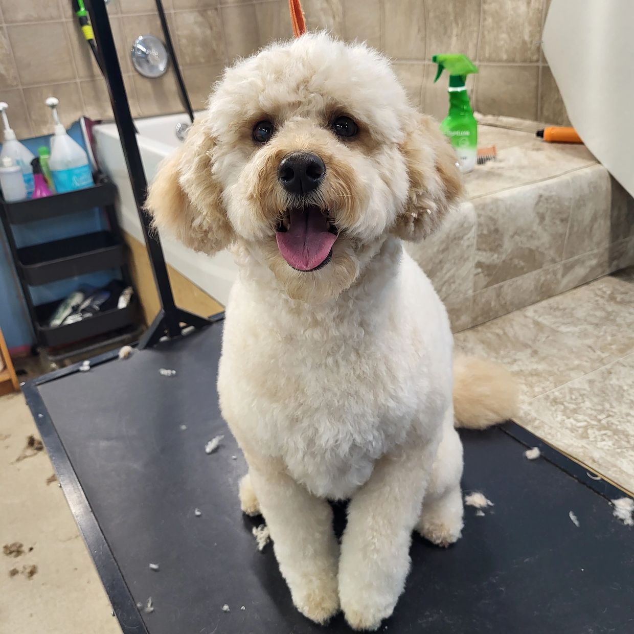 Dog Grooming in Calgary Dogs Tail