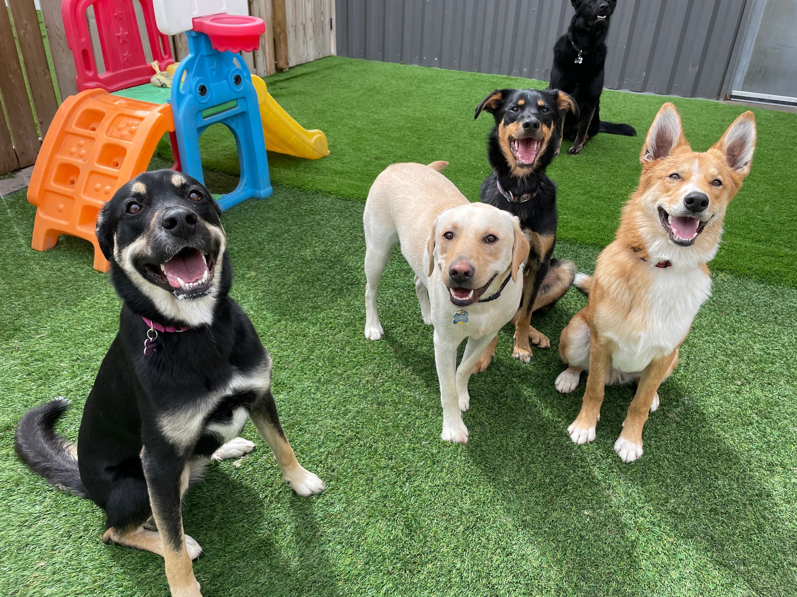 The Benefits of Mental Stimulation for Dogs: Why Our Doggie Daycare is a  Great Choice