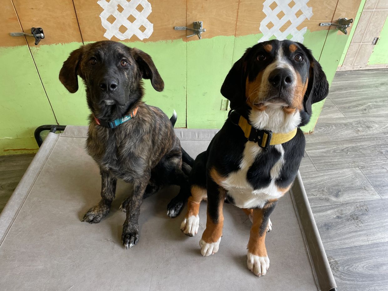 Training With Dogs Tail